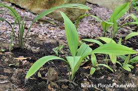 Image result for Curculigo latifolia