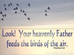 Look At The Birds Of The Air Nlt What Does Matthew 6 26 Mean