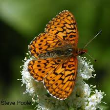 Image result for Blotiella currorii