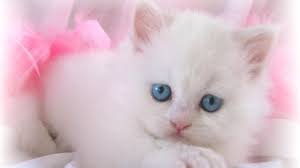 Cute White Cat Free Wallpapers Wallpaper Cave