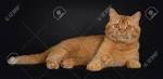 British Shorthair Kittens Orange, Available Kittens ...