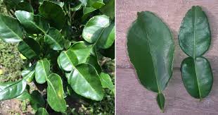 Ciri ciri pohon serut (streblus asper) di alam liar. Petua Pilih Daun Limau Purut Pilih Bentuk Ini Kalau Tak Mahu Masakan Rasa Pahit Vanilla Kismis