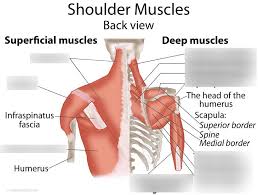 Shoulder muscles diagram / 3 : Shoulder Muscles Diagram Quizlet