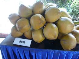 Keunggulan kertas a4 dalam berbagai kegunaan. Panduan Tanam Kelapa Matag Teratak Maya Tempatku Lepak