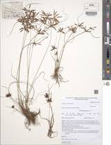 Image result for Pycreus flavidus