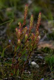 Image result for Aeollanthus subacaulis