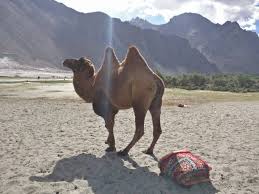 The tunica muscularis was of striated type throughout which agreed with what has been found in the other ruminants. Why You Must Visit Leh Ladakh At Least Once In Your Lifetime