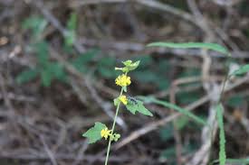 Image result for Triumfetta trifida