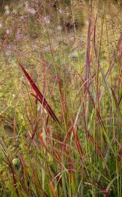Image result for Panicum pilgeri