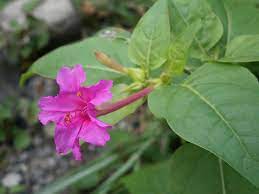 Pin Di My Garden