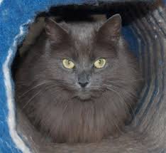 Grey Long Hair Cat Breeds Female Grey Domestic Long Haired Cat Cats Long Haired Cats Cats And Kittens