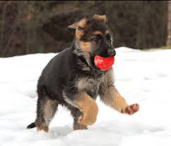 Vom ragnar german shepherds is one of the top rated purebred gsd breeders. Best Toys For German Shepherd Puppies German Shepherd Dog Hq
