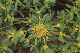 Image result for Flaveria trinervia