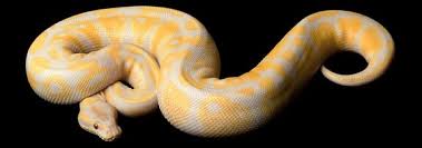 For more information, check out how it works. Ball Python Morphs The 50 Most Popular Pictures Prices