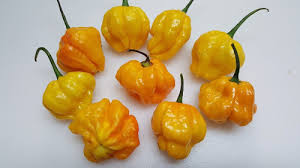 Peppers can be refrigerated for up to 10 days; Scotch Bonnet Tfm Chile Seeds Super Hot Chiles