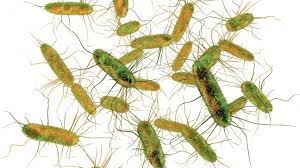 Enterica is the type species and is further divided into six subspecies that include over 2. Salmonella The Most Common Cause Of Foodborne Outbreaks In The European Union European Food Safety Authority