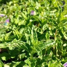Image result for Mentha spicata