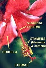The ovary and other female parts of the flower lie in the main structure of the hibiscus, the pistil, which is long and tubular. The Standard Blossom