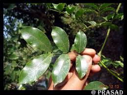 Image result for Entada arenaria