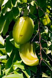 Image result for Averrhoa carambola