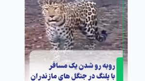 لحظه روبه‌رو شدن یک مسافر با پلنگ در جنگل‌های مازندران