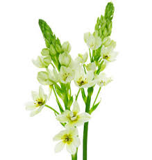 Image result for Ornithogalum
