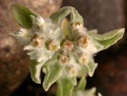 Image result for Gnaphalium