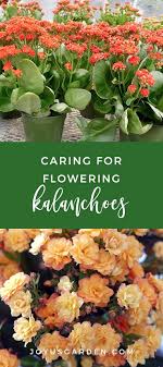 Caring For Flowering Kalanchoes A Popular Succulent Houseplant In 2020 Succulents Kalanchoe Blossfeldiana Flowers