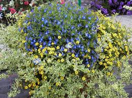 Image result for foto Vitálka