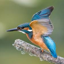 Vlieg Vogel Vlieg Eisvogel Ara Papagei Natur