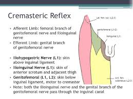 Image result for Cremasteric Reflex