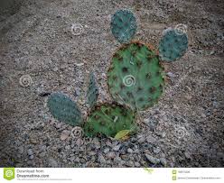 Photo by rjzimmerman may 8, 2019. Prickly Pear Cactus Close Up Looking Like Mickey Mouse Ears In The Arizona Desert Opuntia Is A Genus In The Cactus Fa Cactus Flower Prickly Pear Cactus Cactus