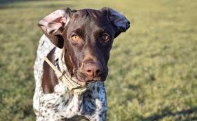 Check spelling or type a new query. German Shorthaired Pointer Breed Info Guide Quirks Pictures Personality Facts Barkpost