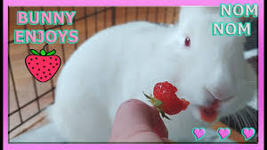 Too much sugar can cause health issues in rabbits. Kawaii Bunny Eating Strawberry Novocom Top