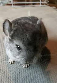 Hello, i have chinchillas for sale, standard children. Baby Chinchillas For Sale Small Animals For Rehoming Calgary Kijiji