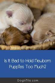 Is It Bad To Hold Newborn Puppies Too Much Newborn Puppies Newborn Puppy Care Puppy Care