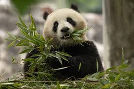 Image result for pandas