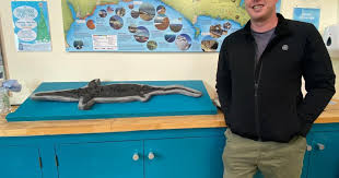 Ichthyosaur found during lockdown