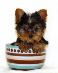 Mini Yorkshire Terrier Life Span