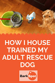 You can also use diluted vinegar to clean up the mess. How To Get Dog Diarrhea Out Of Carpet Arxiusarquitectura