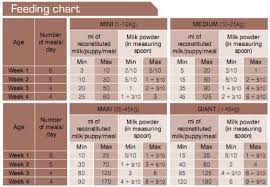 royal canin 1st age milk