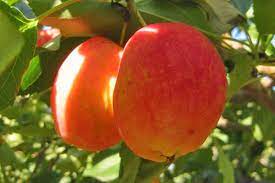 At willis orchard company it has been our ongoing commitment to always offer the finest selection of apple trees for sale. Centennial Edible Crabapple Cloud Mountain Farm Center Nursery