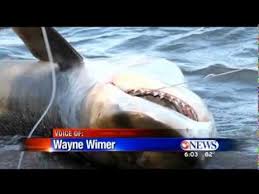 Corpus christi fc is an american soccer club based in corpus christi, texas, that competes in the mid south division of the usl league two. Corpus Christi Tx Tiger Shark Caught On Padre Island Youtube