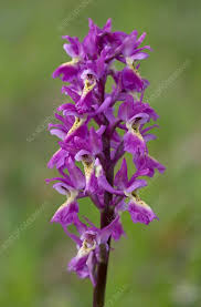 Image result for Orchidaceae