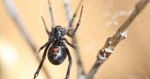 We did not find results for: This Man Tries To Kill Spiders With Blow Torch Ends Up Burning His House Down 9gag