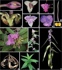 Image result for Coleotrype laurentii