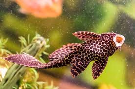 There have been documented cases of bettas living five years or more, but that is not the norm. Sucker Fish Care Sheet On The Loricariidae Family