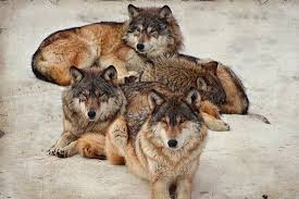 Wolves Cute Animals Wolf World Wild Dogs