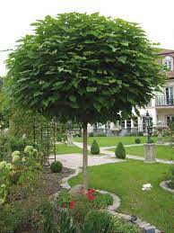klimatolerante baume gesucht vorgarten garten garten landschaftsbau