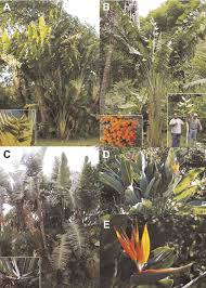 Image result for Strelitziaceae